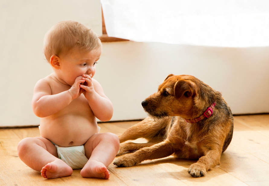 beneficios mascotas para salud humana